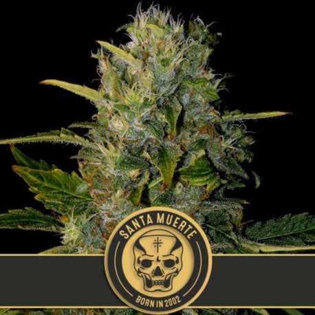 6 UND FEM - SANTA MUERTE * BLIMBURN SEEDS 6 UND FEMINIZADAS