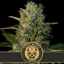 6 UND FEM - SANTA MUERTE * BLIMBURN SEEDS 6 UND FEMINIZADAS
