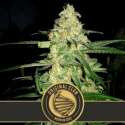 6 UND FEM - ORIGINAL CLON * BLIMBURN SEEDS 6 UND FEMINIZADAS