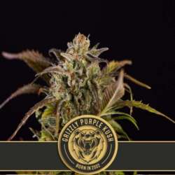 6 UND FEM - GRIZZLY PURPLE KUSH * BLIMBURN SEEDS 6 UND FEMINIZADAS
