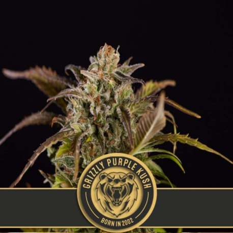 6 UND FEM - GRIZZLY PURPLE KUSH * BLIMBURN SEEDS 6 UND FEMINIZADAS