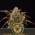 6 UND FEM - GRIZZLY PURPLE KUSH * BLIMBURN SEEDS 6 UND FEMINIZADAS
