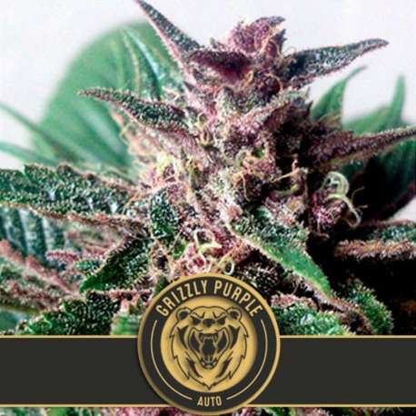 6 UND FEM - GRIZZLY PURPLE AUTO * BLIMBURN SEEDS 6 UND FEMINIZADAS