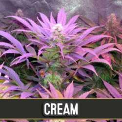 6 UND FEM - CREAM AUTO * BLIMBURN SEEDS 6 UND FEMINIZADAS