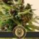 6 UND FEM - MAMBA NEGRA AUTO CBD * BLIMBURN SEEDS 6 UND FEMINIZADAS