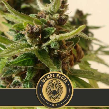6 UND FEM - MAMBA NEGRA AUTO CBD * BLIMBURN SEEDS 6 UND FEMINIZADAS