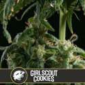 6 UND FEM - GIRL SCOUT COOKIES * BLIMBURN SEEDS 6 UND FEMINIZADAS
