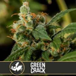 6 UND FEM - GREEN CRACK * BLIMBURN SEEDS 6 UND FEMINIZADAS