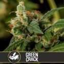 6 UND FEM - GREEN CRACK * BLIMBURN SEEDS 6 UND FEMINIZADAS