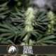 6 UND FEM - SOUR DIESEL * BLIMBURN SEEDS 6 UND FEMINIZADAS