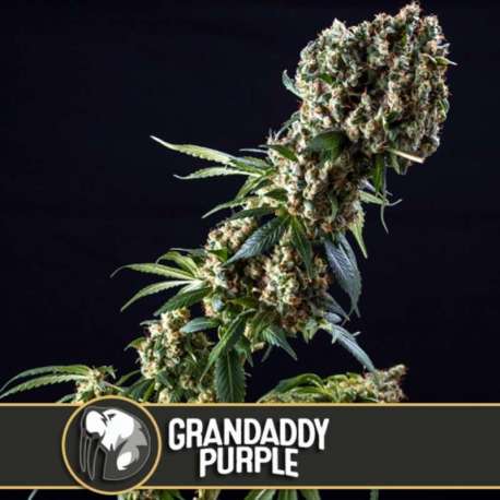 6 UND FEM - GRANDADDY PURPLE * BLIMBURN SEEDS 6 UND FEMINIZADAS
