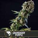6 UND FEM - GRANDADDY PURPLE * BLIMBURN SEEDS 6 UND FEMINIZADAS