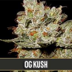 6 UND FEM - OG'S KUSH * BLIMBURN SEEDS 6 UND FEMINIZADAS