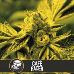 6 UND FEM - CAFE RACER * BLIMBURN SEEDS 6 UND FEMINIZADAS