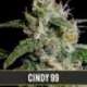 6 UND FEM - CINDY 99 * BLIMBURN SEEDS 6 UND FEMINIZADAS