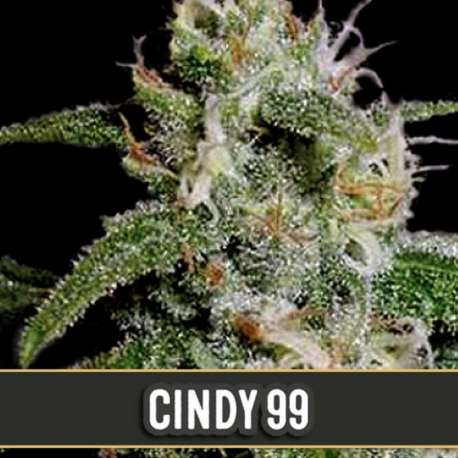 6 UND FEM - CINDY 99 * BLIMBURN SEEDS 6 UND FEMINIZADAS