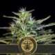 9 UND FEM - WOMBAT * BLIMBURN SEEDS 9 UND FEMINIZADAS