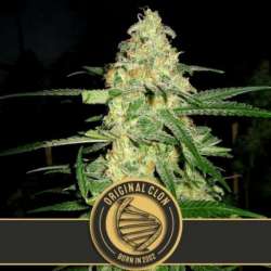 9 UND FEM - ORIGINAL CLON * BLIMBURN SEEDS 9 UND FEMINIZADAS