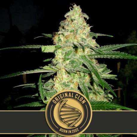 9 UND FEM - ORIGINAL CLON * BLIMBURN SEEDS 9 UND FEMINIZADAS