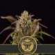 9 UND FEM - GRIZZLY PURPLE KUSH * BLIMBURN SEEDS 9 UND FEMINIZADAS