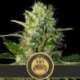 9 UND FEM - TANGIE AUTO * BLIMBURN SEEDS 9 UND FEMINIZADAS
