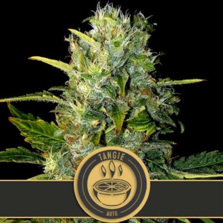 9 UND FEM - TANGIE AUTO * BLIMBURN SEEDS 9 UND FEMINIZADAS