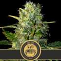 9 UND FEM - TANGIE AUTO * BLIMBURN SEEDS 9 UND FEMINIZADAS