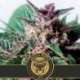 9 UND FEM - GRIZZLY PURPLE AUTO * BLIMBURN SEEDS 9 UND FEMINIZADAS