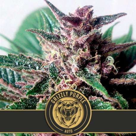 9 UND FEM - GRIZZLY PURPLE AUTO * BLIMBURN SEEDS 9 UND FEMINIZADAS