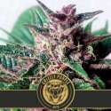 9 UND FEM - GRIZZLY PURPLE AUTO * BLIMBURN SEEDS 9 UND FEMINIZADAS