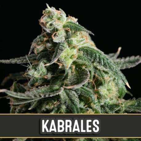 9 UND FEM - KABRALES AUTO * BLIMBURN SEEDS 9 UND FEMINIZADAS