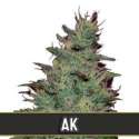 9 UND FEM - AK AUTO * BLIMBURN SEEDS 9 UND FEMINIZADAS