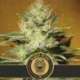 9 UND FEM - MAMBA NEGRA CBD * BLIMBURN SEEDS 9 UND FEMINIZADAS