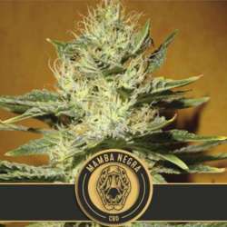 9 UND FEM - MAMBA NEGRA CBD * BLIMBURN SEEDS 9 UND FEMINIZADAS