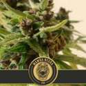 9 UND FEM - MAMBA NEGRA AUTO CBD * BLIMBURN SEEDS 9 UND FEMINIZADAS