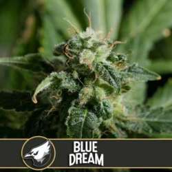 9 UND FEM - BLUE DREAM * BLIMBURN SEEDS 9 UND FEMINIZADAS