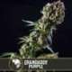 9 UND FEM - GRANDADDY PURPLE * BLIMBURN SEEDS 9 UND FEMINIZADAS
