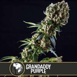 9 UND FEM - GRANDADDY PURPLE * BLIMBURN SEEDS 9 UND FEMINIZADAS