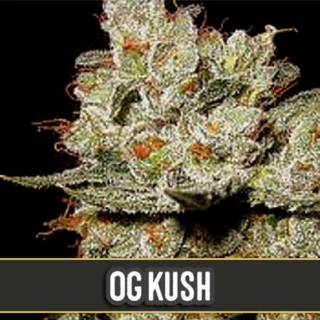 9 UND FEM - OG'S KUSH * BLIMBURN SEEDS 9 UND FEMINIZADAS