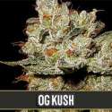 9 UND FEM - OG'S KUSH * BLIMBURN SEEDS 9 UND FEMINIZADAS