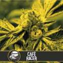 9 UND FEM - CAFE RACER * BLIMBURN SEEDS 9 UND FEMINIZADAS