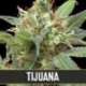 9 UND FEM - TIJUANA * BLIMBURN SEEDS 9 UND FEMINIZADAS