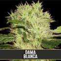 9 UND FEM - DAMA BLANCA * BLIMBURN SEEDS 9 UND FEMINIZADAS