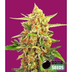 5 UND FEM - CHERRY BOMB * BOMB SEEDS 5 UND FEMINIZADAS