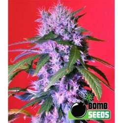 5 UND FEM - BERRY BOMB AUTO * BOMB SEEDS 5 UND FEMINIZADAS