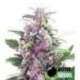 5 UND FEM - THC BOMB AUTO * BOMB SEEDS 5 UND FEMINIZADAS