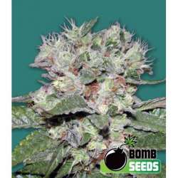 5 UND FEM - CBD BOMB * BOMB SEEDS 5 UND FEMINIZADAS