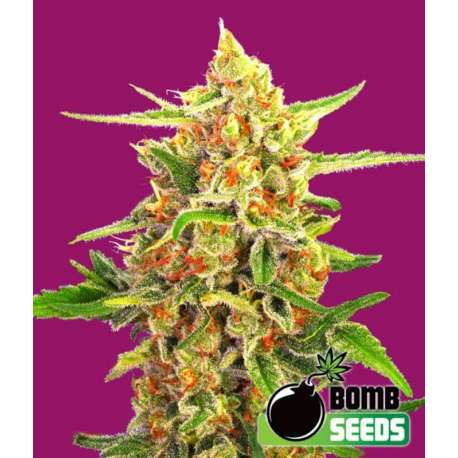 10 UND FEM - CHERRY BOMB * BOMB SEEDS 10 UND FEMINIZADAS