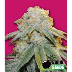 10 UND FEM - BUBBLE BOMB * BOMB SEEDS 10 UND FEMINIZADAS