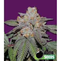 10 UND FEM - CHERRY BOMB AUTO * BOMB SEEDS 10 UND FEMINIZADAS